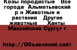 Козы породистые - Все города, Альметьевский р-н Животные и растения » Другие животные   . Ханты-Мансийский,Сургут г.